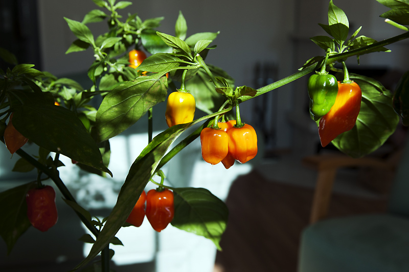 Haba4 800px.jpg - Habanero